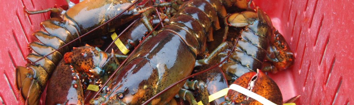 Lobster Catch
