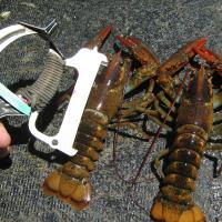 Small lobsters
